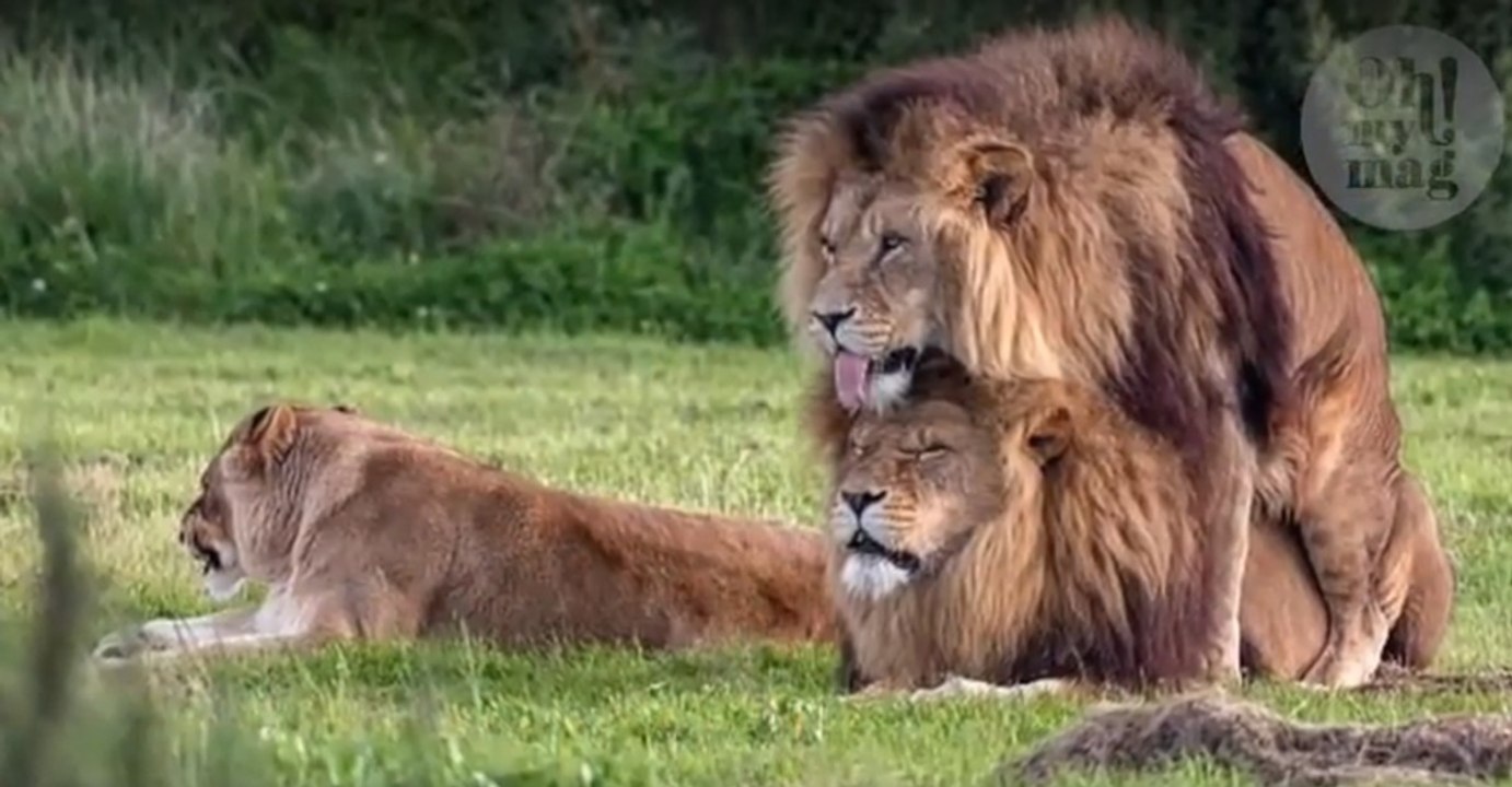Two Male Lions Caught on Camera Celebrating in Their Own Way