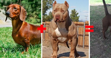 This Is What The Puppy Of A Dachshund And A Pitbull Would Really Look Like