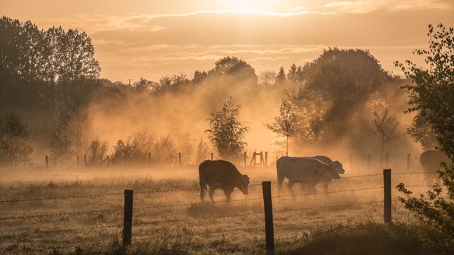 Researchers May Have Found the Cause of Mad Cow Disease