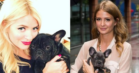 More and more french bulldogs are being abandoned: should they be banned?