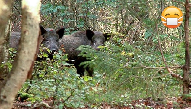 'Radioactive Wild Boars' Are Mysteriously Appearing In Sweden
