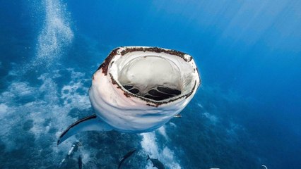 Incredible Photos Show What Looks Like a Shark Swallowing a Man Whole