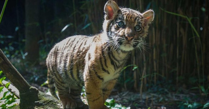 This Poor Tiger Cub Was Rejected By His Own Mother For A Heartbreaking Reason