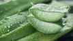 All You Need To Know About The Benefits Of Aloe Vera