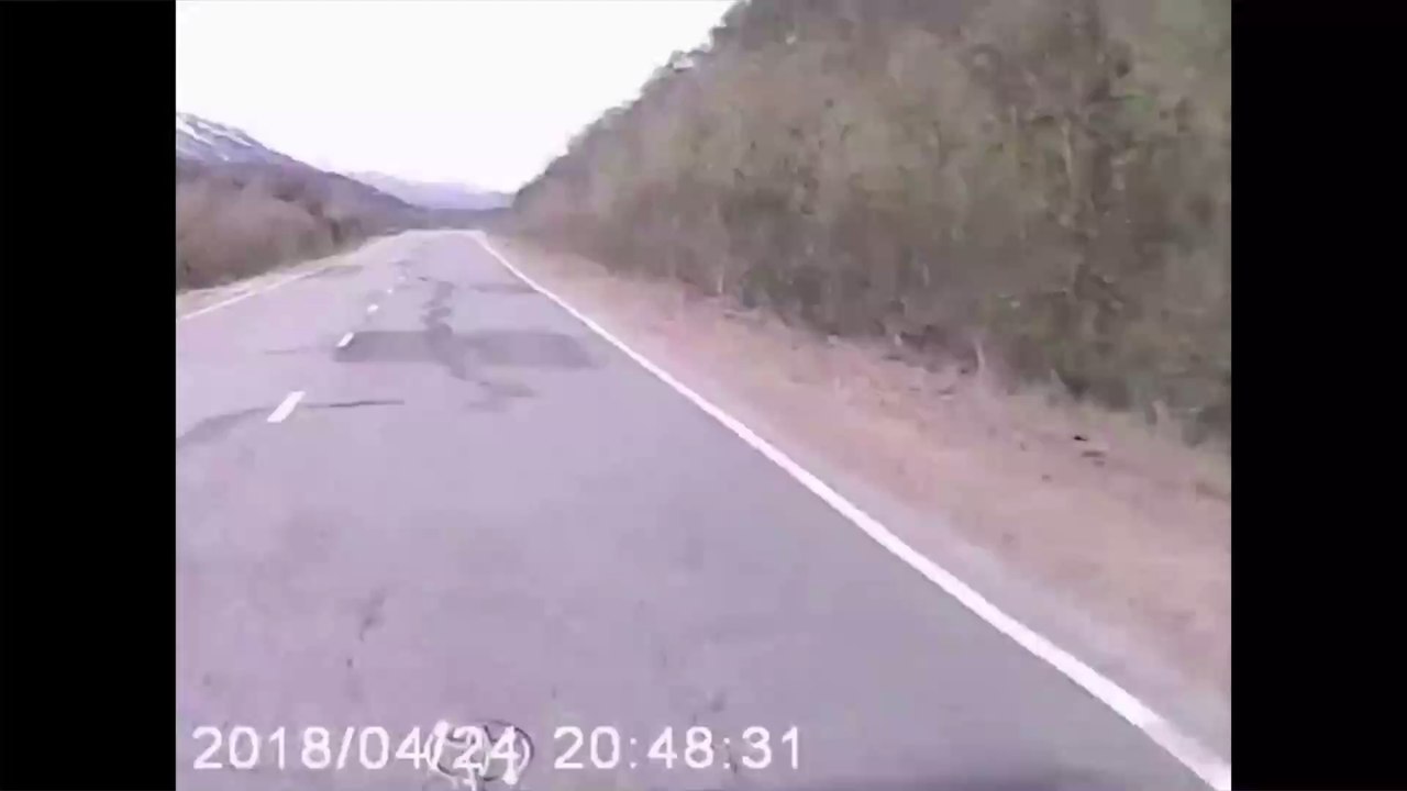 Two cyclists attacked by a wild bear in the middle of the road in Russia