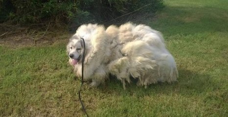 They found this abandoned dog with something horrifying in his fur