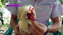 Hybrid Animal? Rooster With Horns Growing Out of Its Head Is the Talk of Twitter