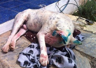 After being shot with a paintball 50 times, this dog made a miraculous recovery