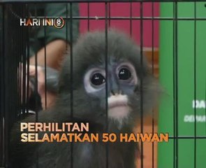 Fokus Hari Ini 8: Perhilitan selamatkan 50 haiwan
