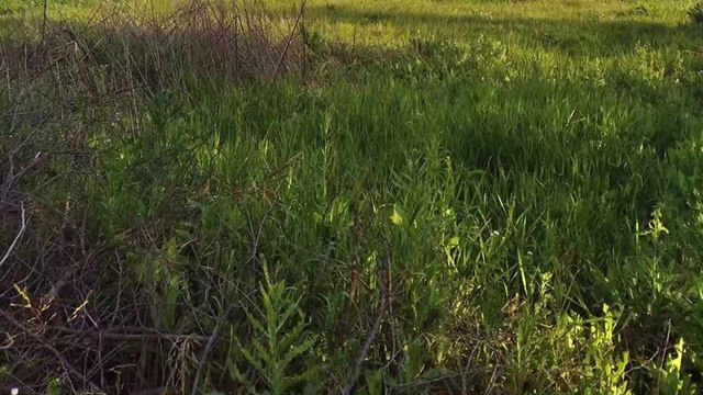 A mushroom cloud over Chernobyl has sparked fears of a nuclear blast