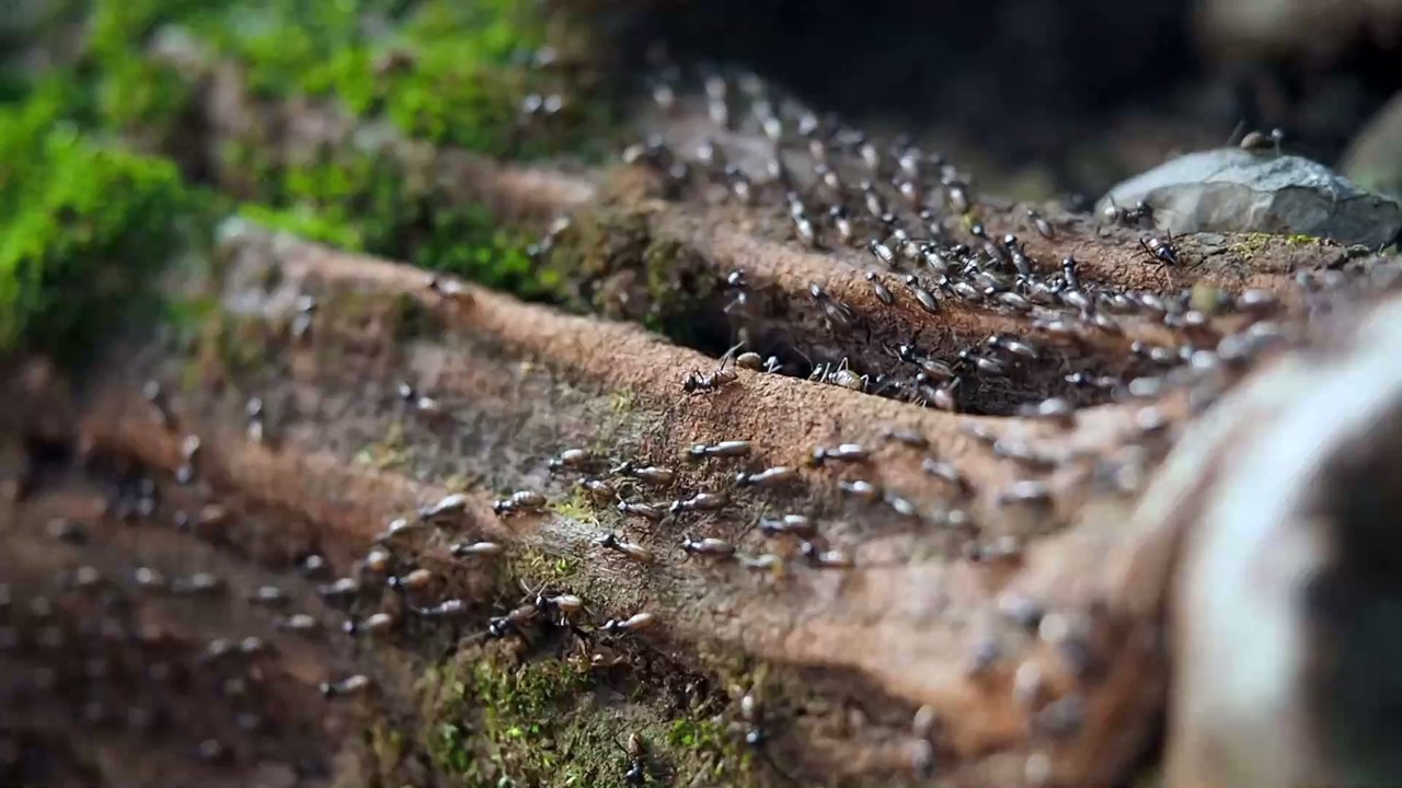 These Ants Decorate Their Nests With the Heads...