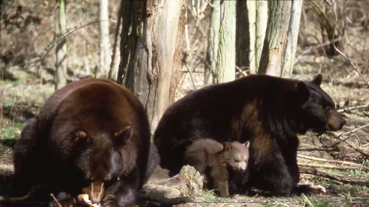 Violent Encounter Between Two Bears Captured On the Russian-Chinese Border