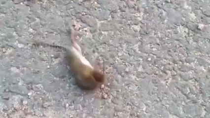 This fight between an Asian hornet and a mouse is hard to watch