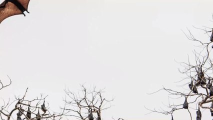 This photo of a 'human sized' bat is taking the internet by storm