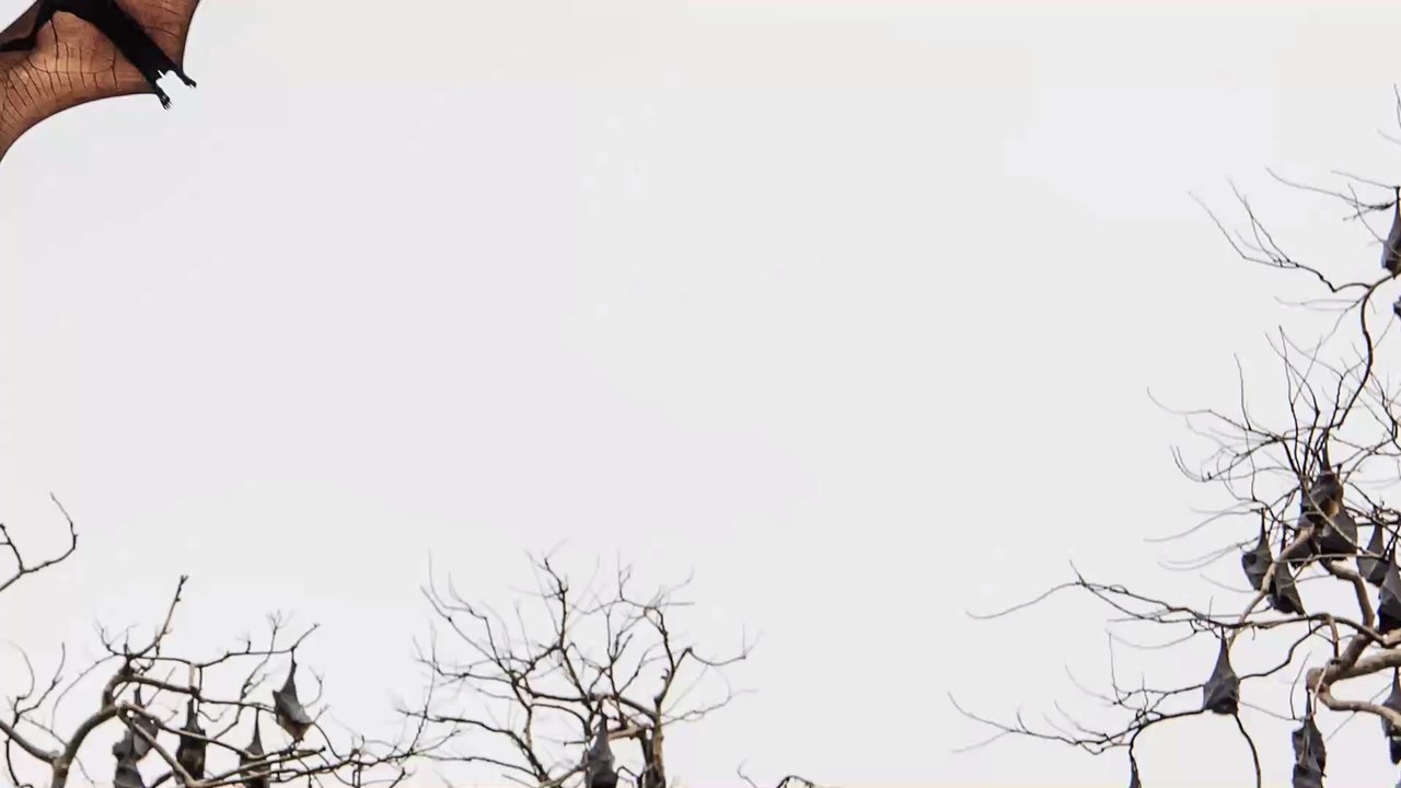 This photo of a 'human sized' bat is taking the internet by storm