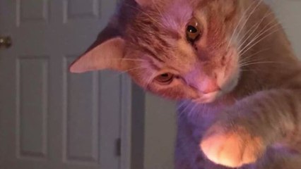 One husband claims his cat is an evil genius: 'he got my wife pregnant'