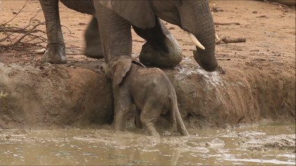 Elephants Come to the Rescue and Help Mother Save Her Baby