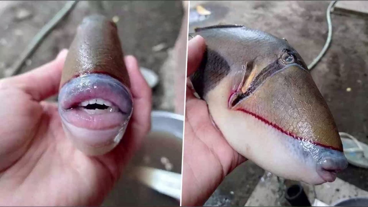 A fish with bizarre human-like features has internet users freaking out