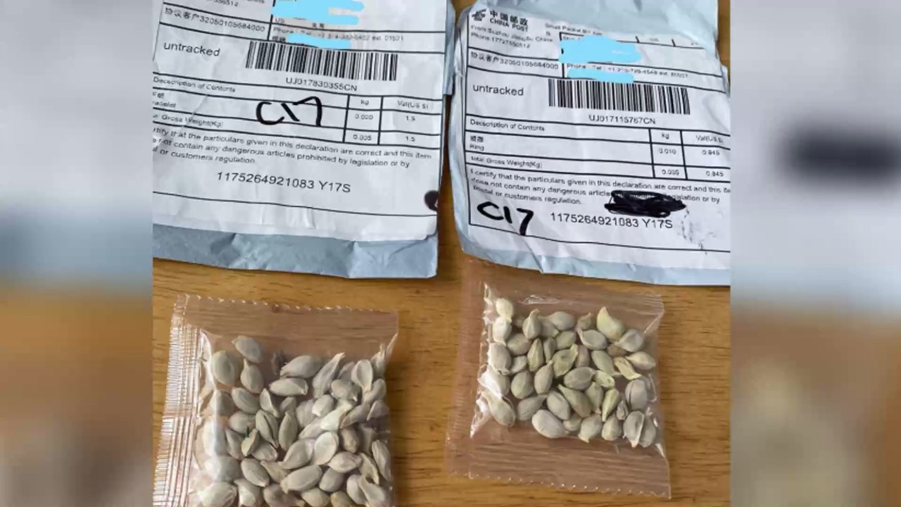 After being told not to, one man has planted the mystery seeds from china