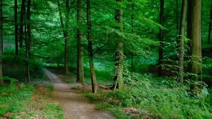 A 8,000-year-old underwater forest has been discovered in the south of France