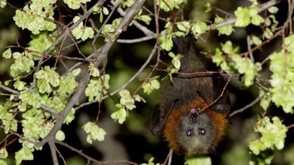 This human sized bat has taken the internet by storm... You have to see it to believe it