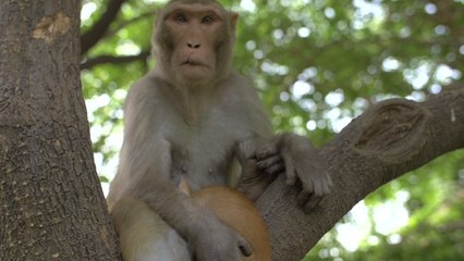 Researchers Clone 5 Genetically Modified Monkeys to Study the Effects of Mental Illness