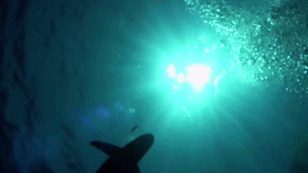 He survived an alligator attack only to be attacked by a shark years later