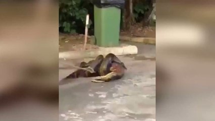 Impressive footage of an anaconda trying to swallow an alligator