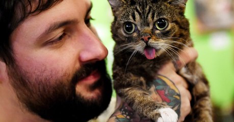 Beloved Viral Sensation 'Lil Bub' The Cat Has Died