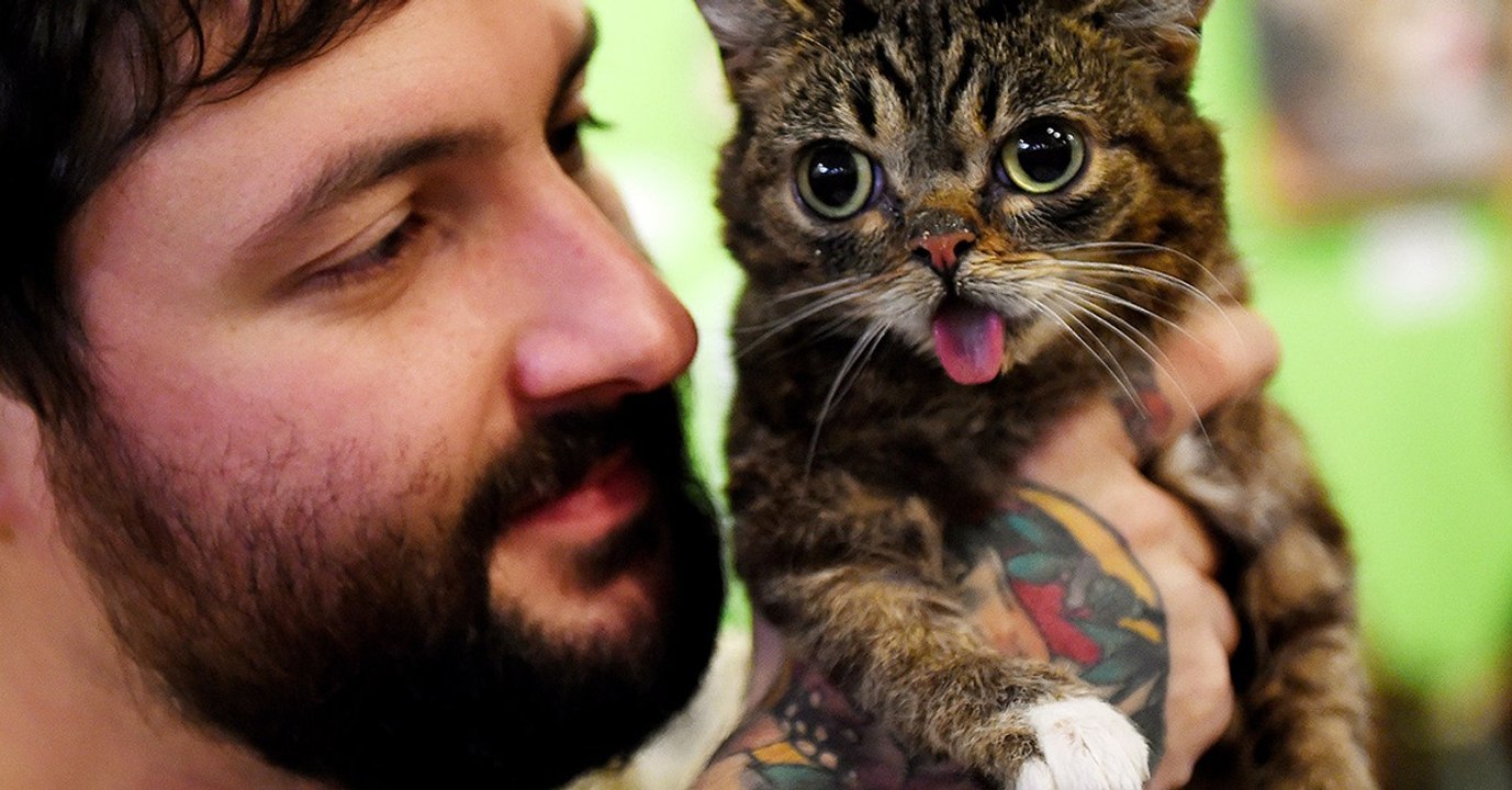 Beloved Viral Sensation 'Lil Bub' The Cat Has Died