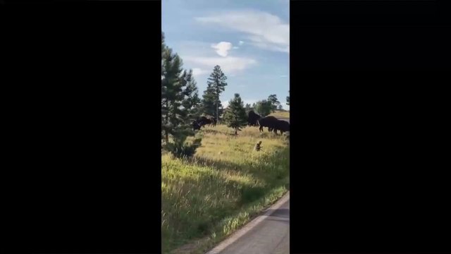 Bison rips pants off woman in violent attack after she got too close to a calf