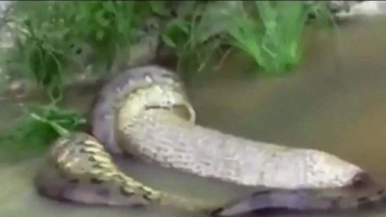 Impressive Images of an Anaconda Swallowing Its Prey (Video)