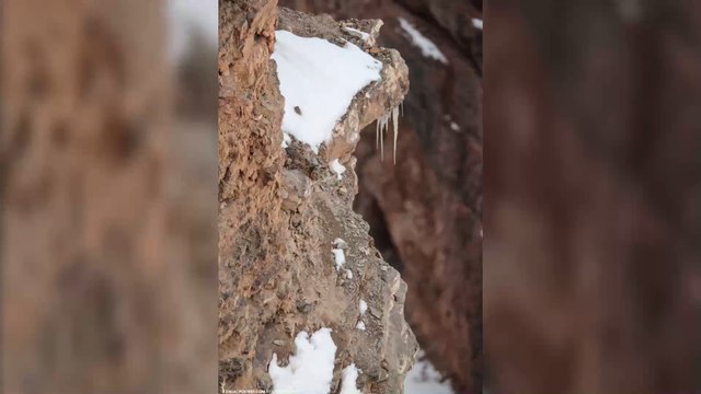 Brain teaser: Can you spot the leopard in this photo?