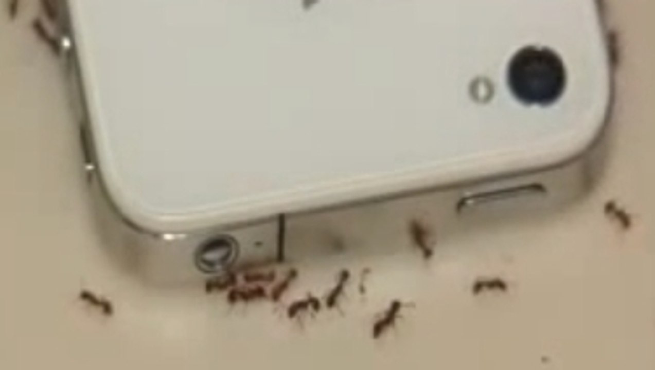 Experiment an Ameisen: So heftig sind die Strahlungen von Smartphones wirklich
