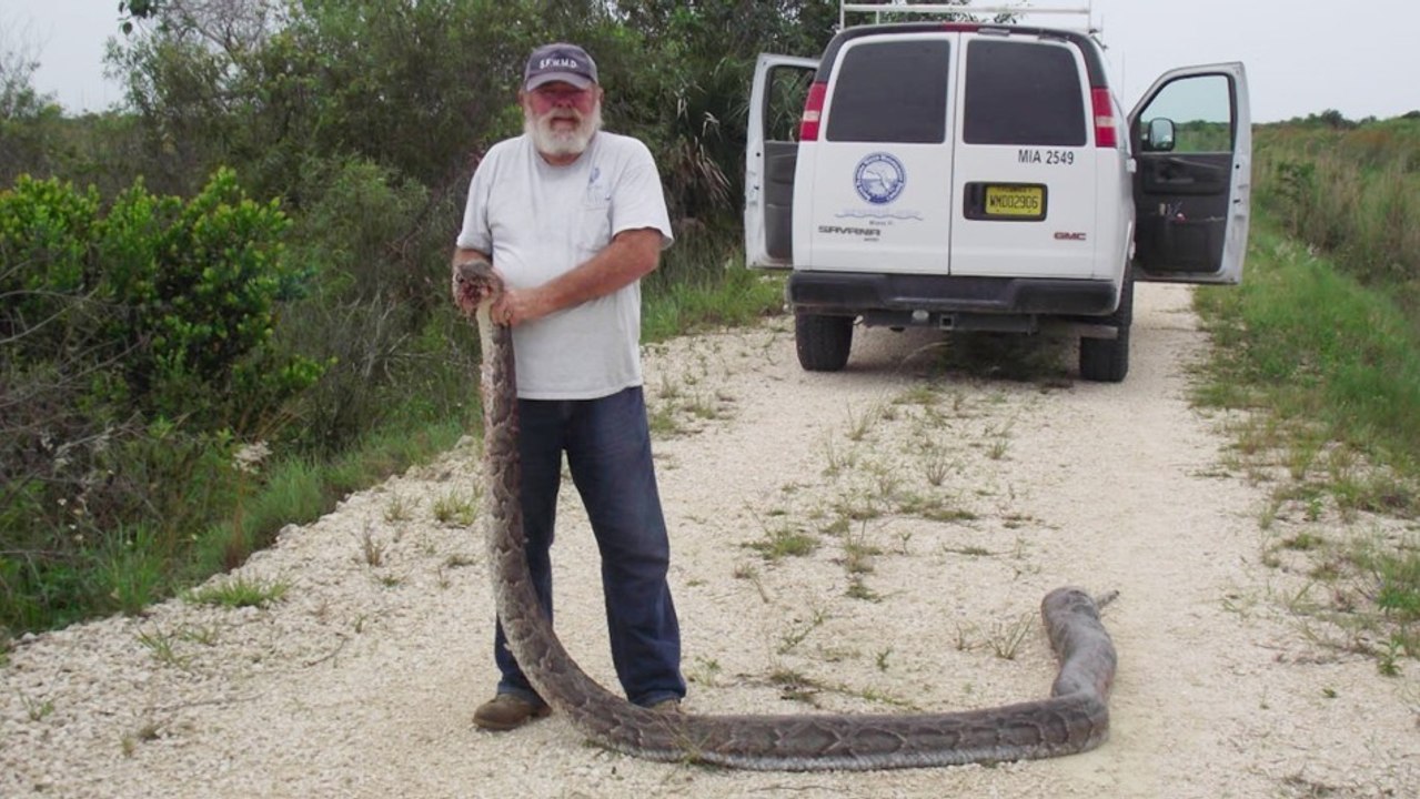 Enormer Hunger: Fund im Magen der Python beunruhigt Parkwächter