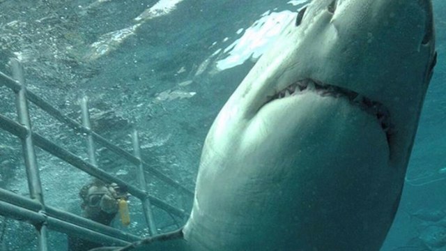 Optical Illusion: Satan's Face Mysteriously Appears On This Shark