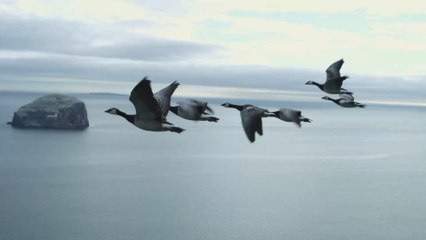 Birds Are the Last Living Dinosaurs And We Know Why They Survived