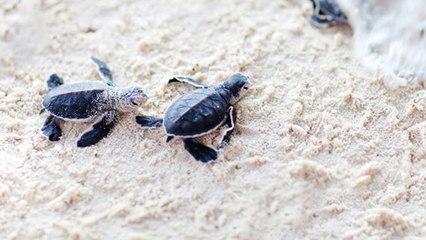 Watch the birth of hundreds of baby turtles on a Lebanese beach