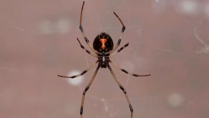 A Spider Bite Left This Man One Day from Death