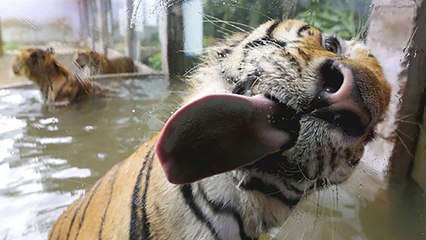 Do big cats cough up hairballs too?