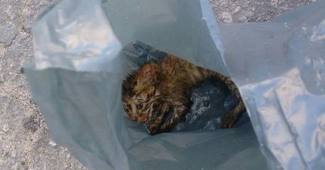 A tiny kitten has been found abandoned in a plastic bag
