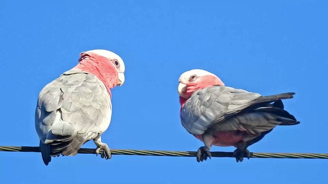 Parrots Swearing at Passersby Removed from UK Wildlife Park