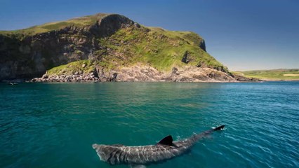 Up to 500,000 sharks could be killed to create a COVID-19 vaccine