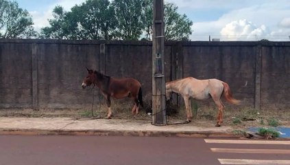 Após "rolê" por Cascavel, amigos se perdem e são amarrados em poste no Pioneiros Catarinenses