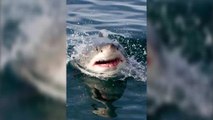 This female great white shark is nicknamed the 'Queen of the ocean'