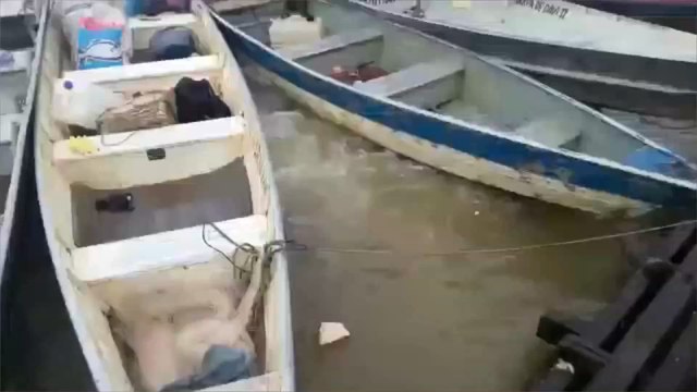 Impressive footage of hungry piranhas in a river in Brazil