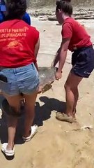 Rescue Team Finds and and Saves Female Loggerhead Sea Turtle