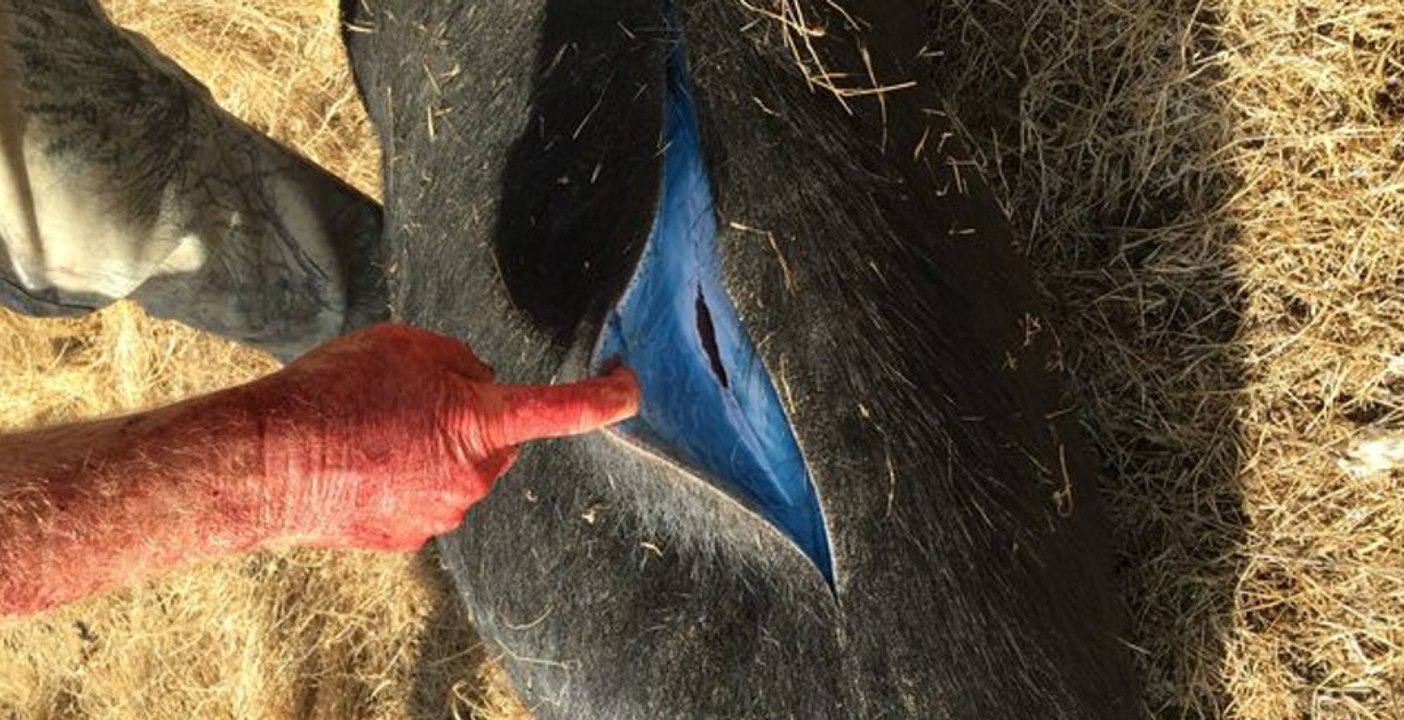 Er erschießt ein wildschwein: jäger kann nicht glauben, was er darin entdeckt!