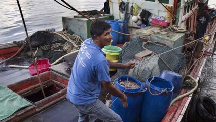 Fishermen left baffled after discovering a one-eyed albino baby shark