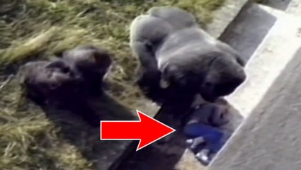 When a young boy falls into its enclosure, this gorilla's reaction stuns everyone